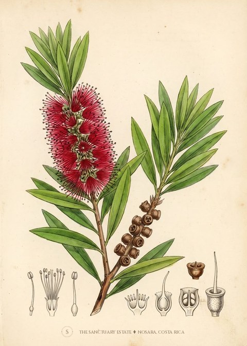 Crimson bottlebrush botanical plate
