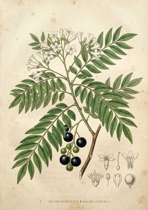 Curry Leaf botanical plate