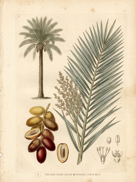 Date Palm botanical plate