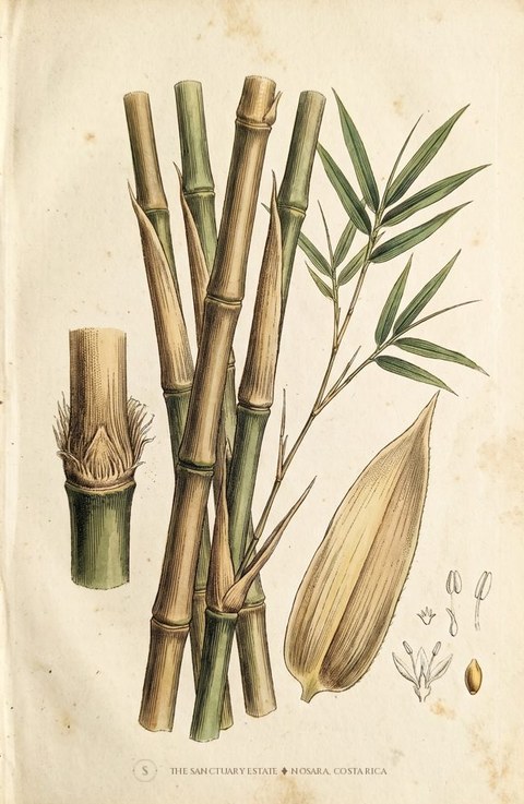 Dendrocalamus Asper Clon Indonesia botanical plate