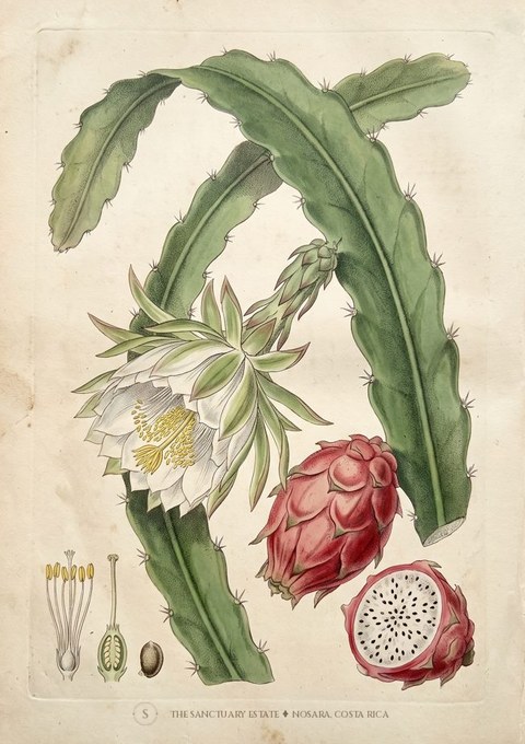 Dragon Fruit botanical plate