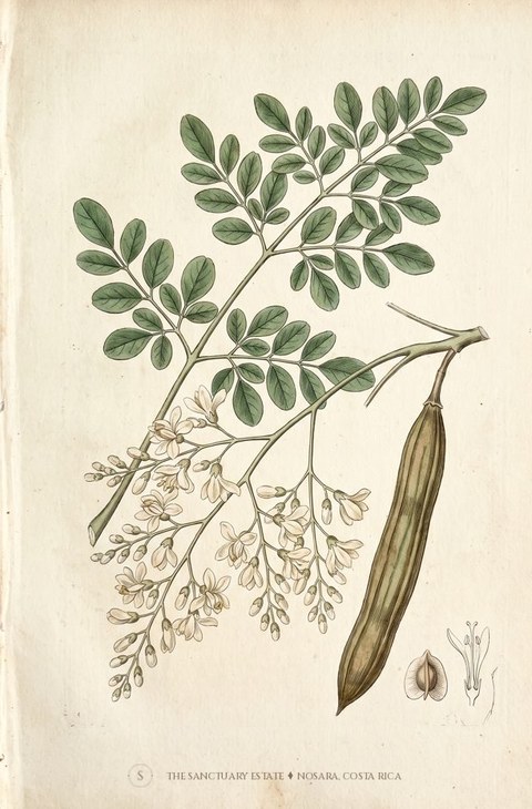 Drumsticks botanical plate