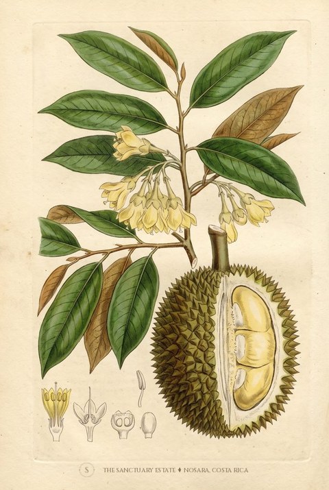 Durian botanical plate