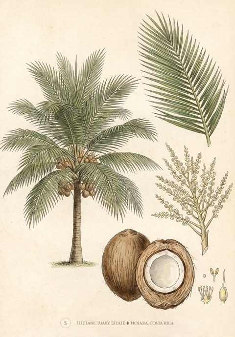 Botanical plate of the coconut palm