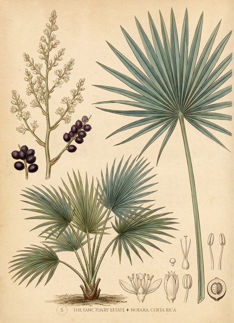 Dwarf Palmetto botanical plate