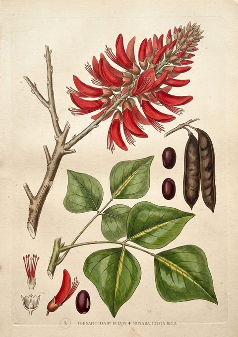 East Indian coral tree botanical plate