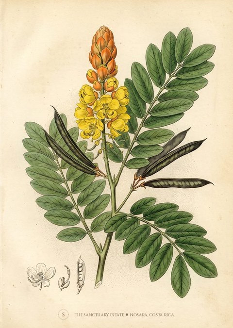 Emperor's Candlesticks botanical plate