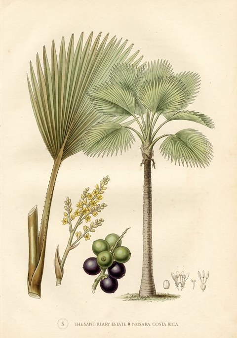 Fiji Fan Palm botanical plate