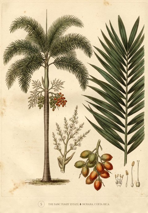 Foxtail Palm botanical plate