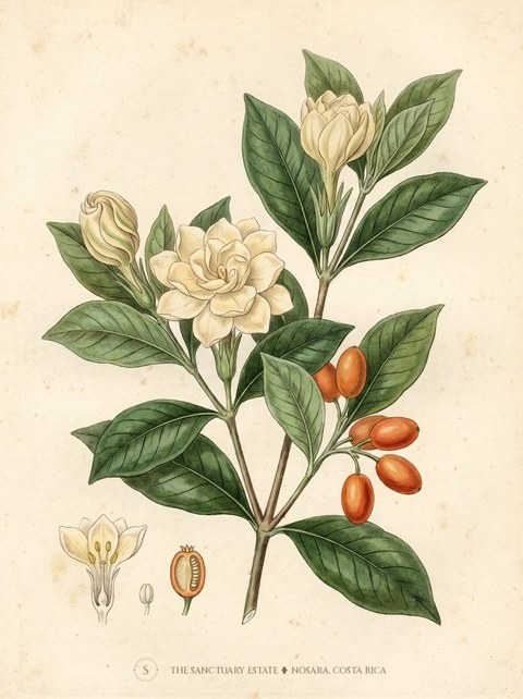 Gardenia jasminoides botanical plate