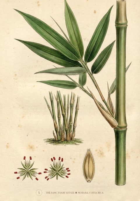 Gigantochloa Apus botanical plate