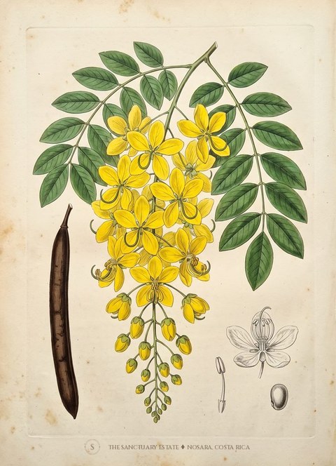 Golden Shower Tree botanical plate