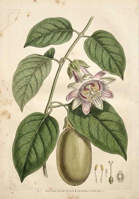 Granadilla Bush botanical plate