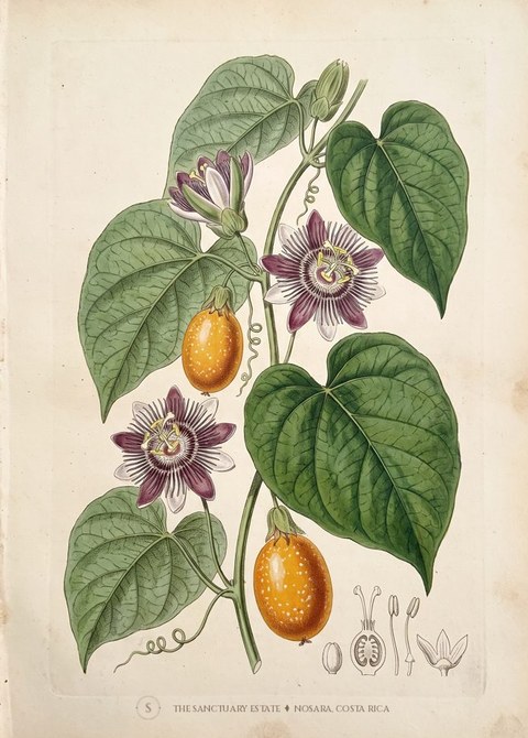 Granadilla botanical plate