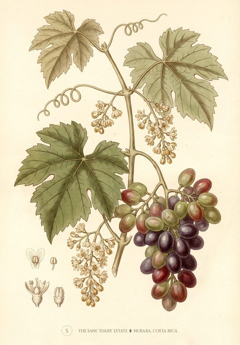 Grape botanical plate