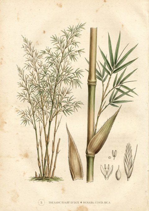 Guadua Angustifolia botanical plate