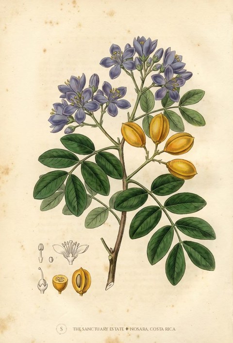 Guayacan real botanical plate