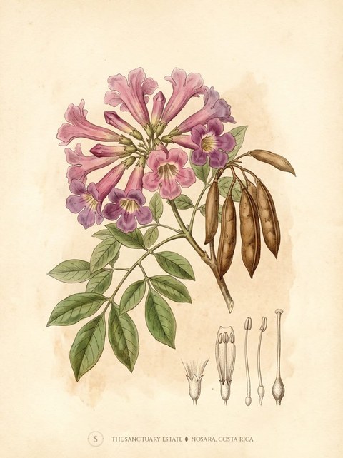 Guayacan trumpet botanical plate