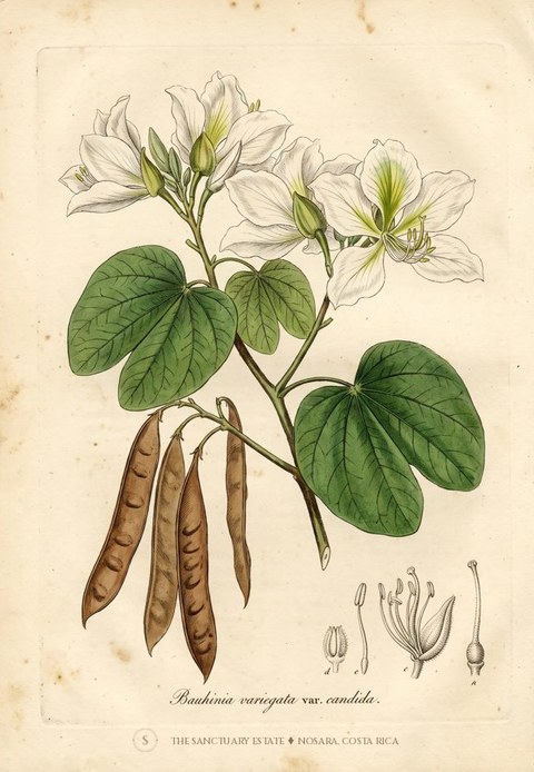 Hong Kong Orchid botanical plate