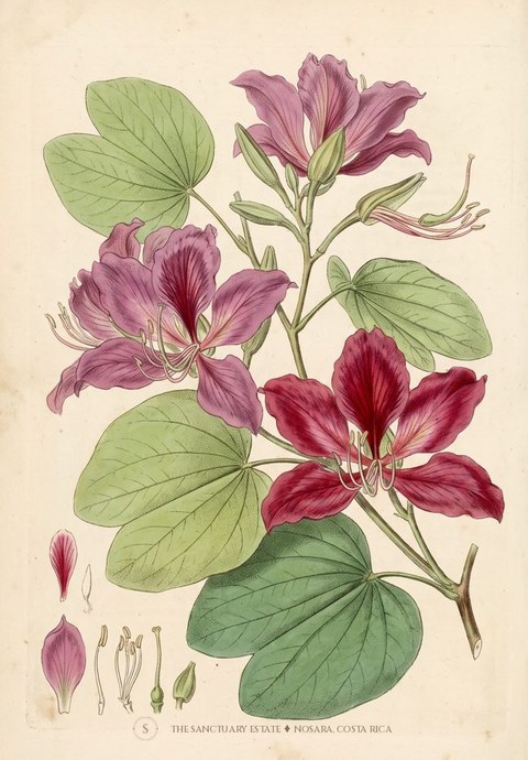 Hong Kong Orchid botanical plate