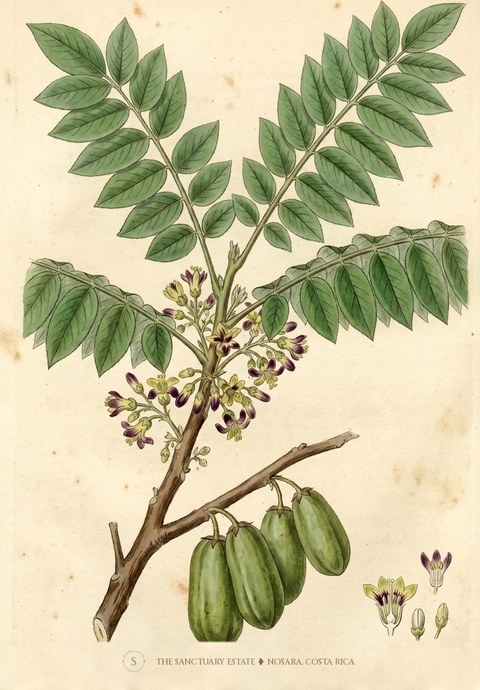 Indian cucumber tree,averrhea bilimbi botanical plate
