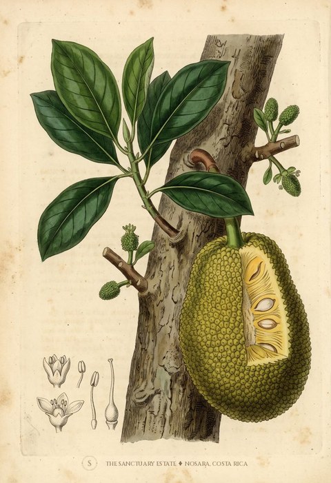 Jackfruit botanical plate