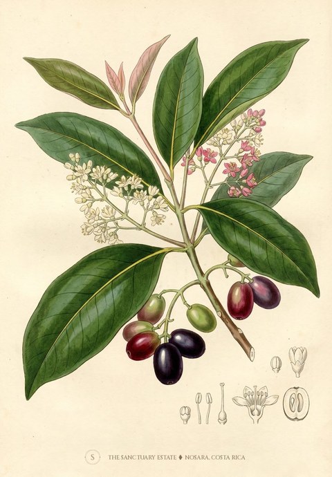 Java Plum botanical plate