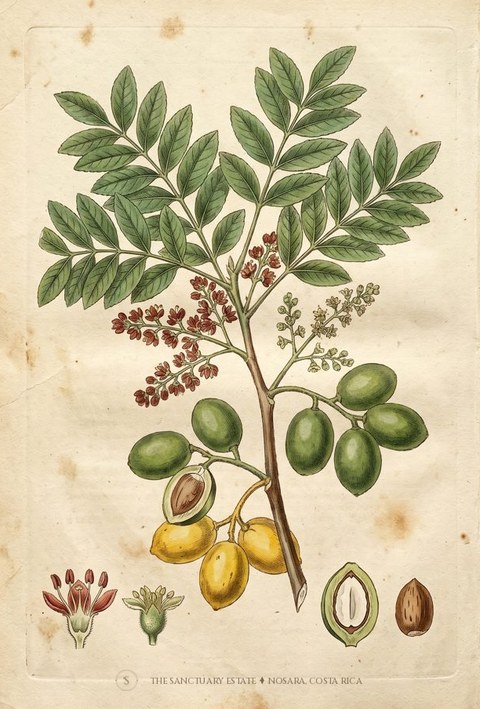 Jorco Amarillo botanical plate