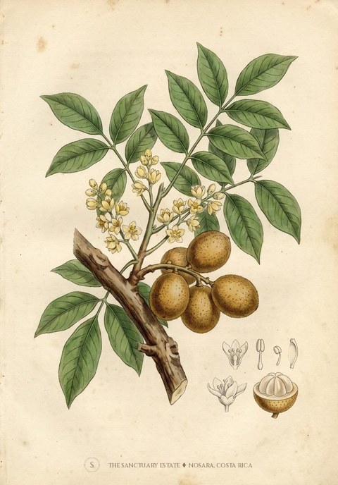 Langsat botanical plate
