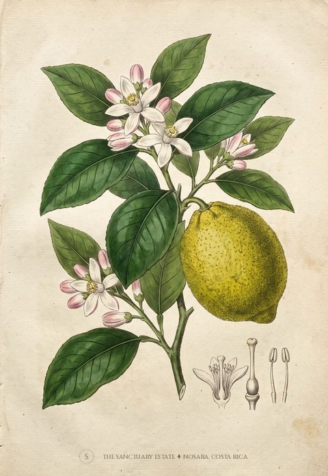 Lemon, Citron, Cider botanical plate