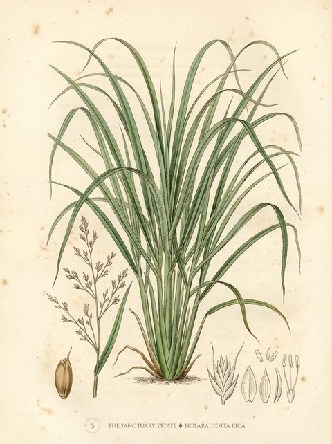 Lemongrass botanical plate