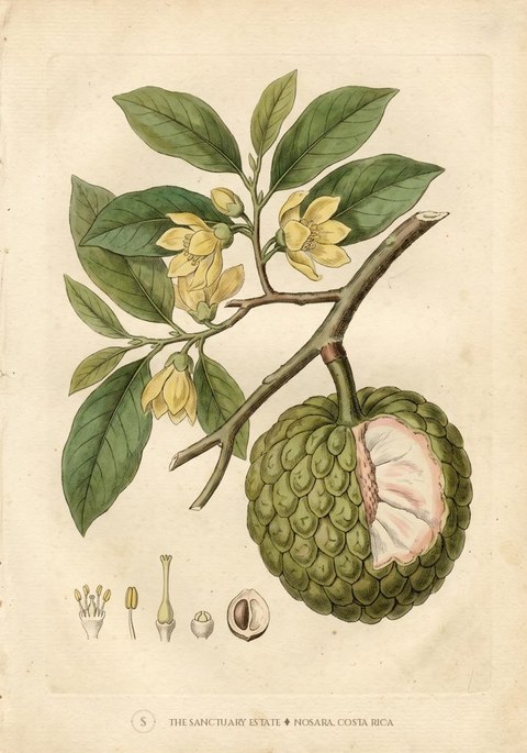 Lowland Cherimoya botanical plate