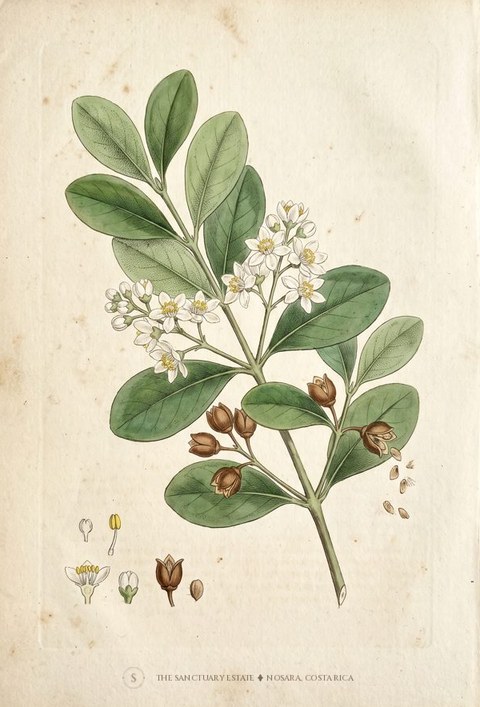 Madrono botanical plate