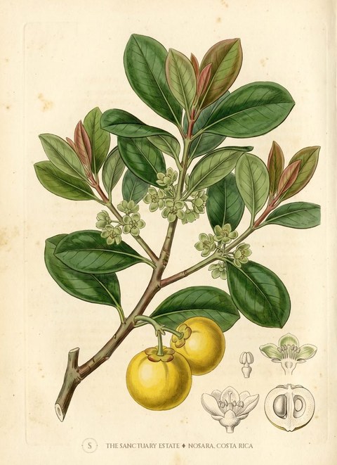 Mangosteen (yellow) botanical plate