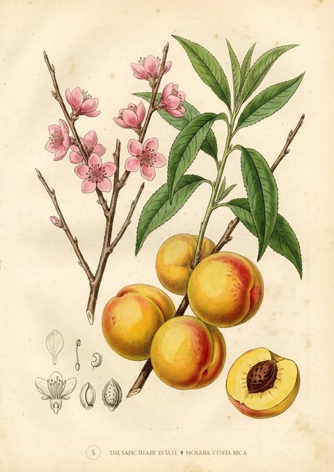 Melocoton (Peach) botanical plate