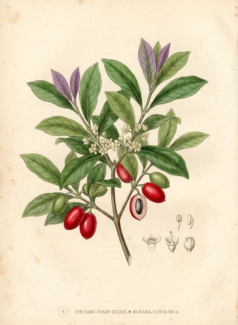 Miracle Fruit botanical plate