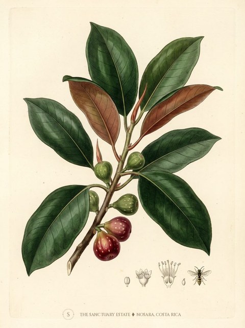 Moreton Bay Fig botanical plate
