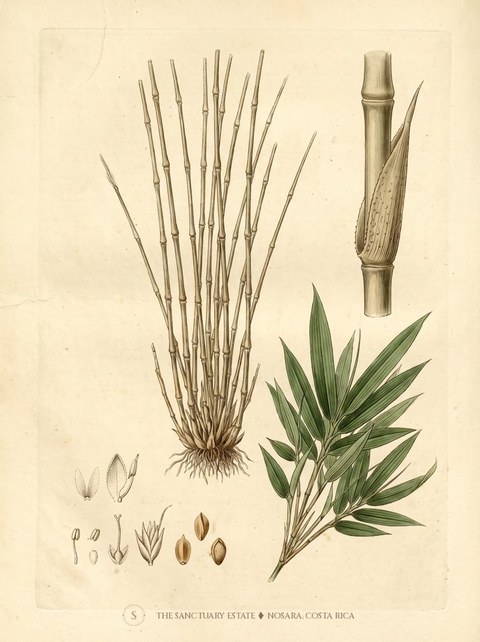 Multiplex Fernleaf botanical plate