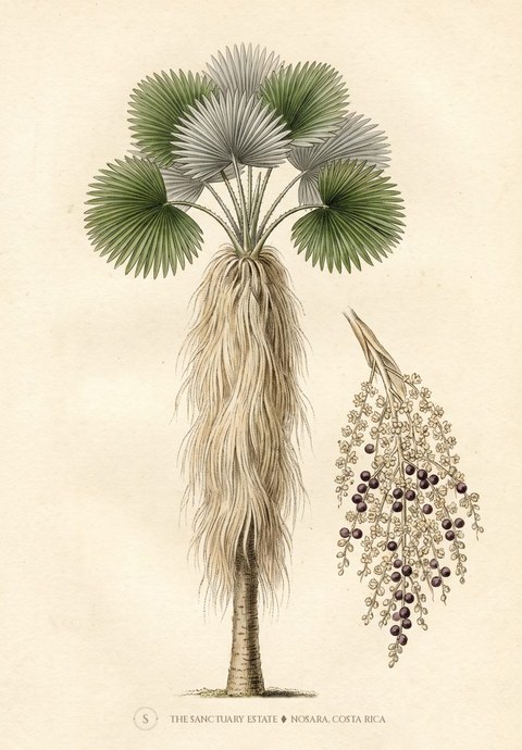 Old Man Palm botanical plate
