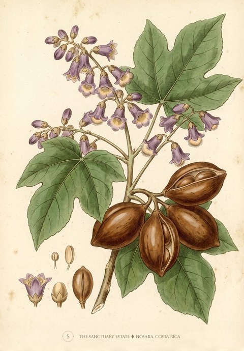 Panama Tree botanical plate