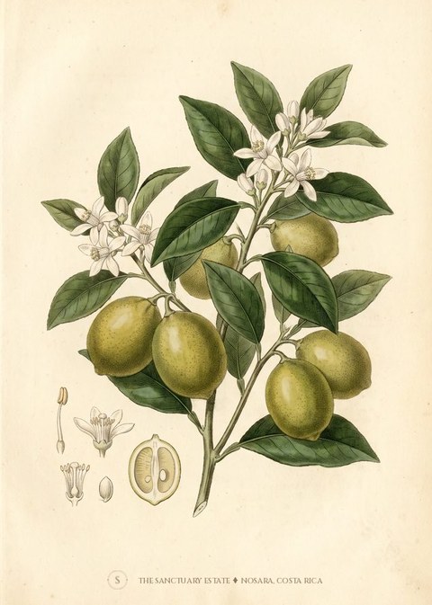 Persian lime, Tahitian lime botanical plate