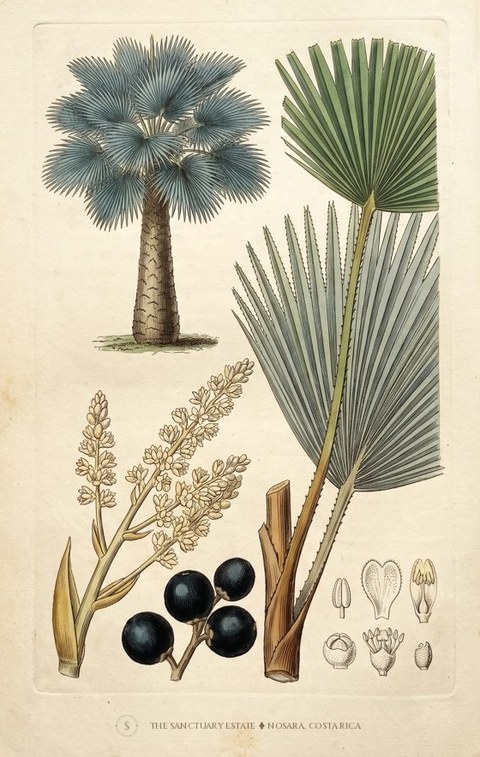 Petticoat Palm botanical plate