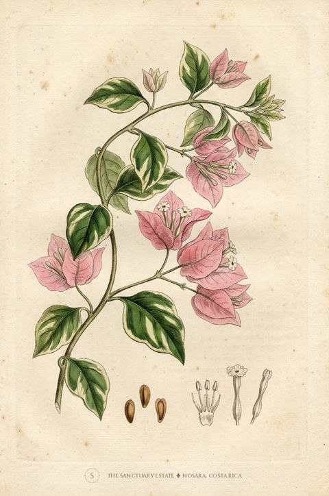Pink Bougainvillea botanical plate