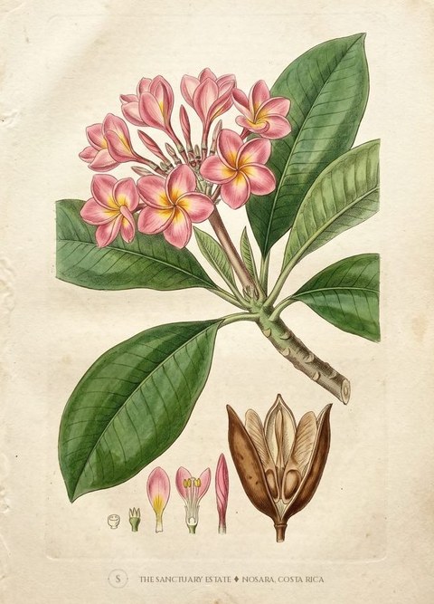Pink Frangipani botanical plate