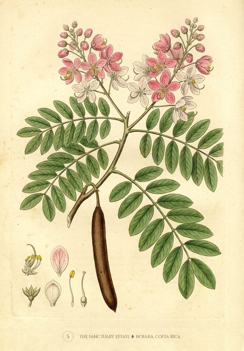 Pink Shower Tree botanical plate