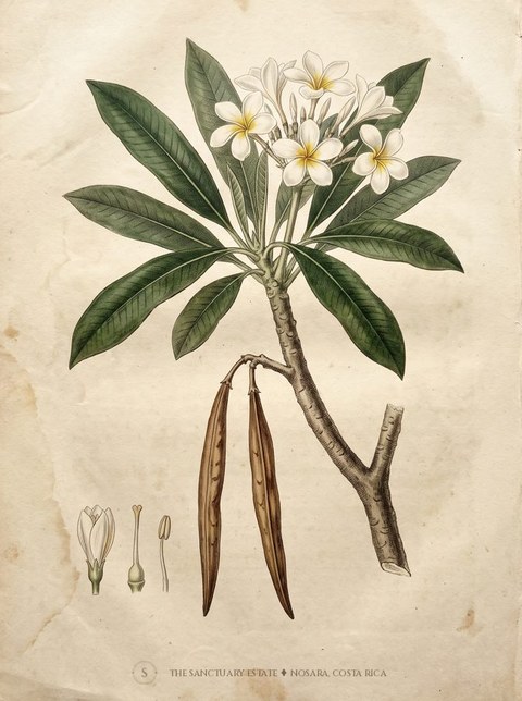 Plumeria Frangipani botanical plate