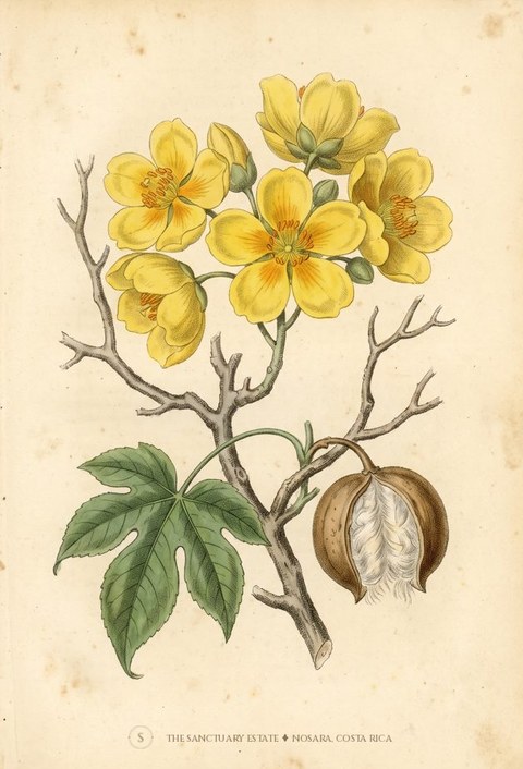 Poroporo botanical plate