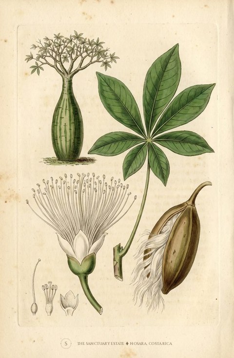 Potbellied Ceibo botanical plate