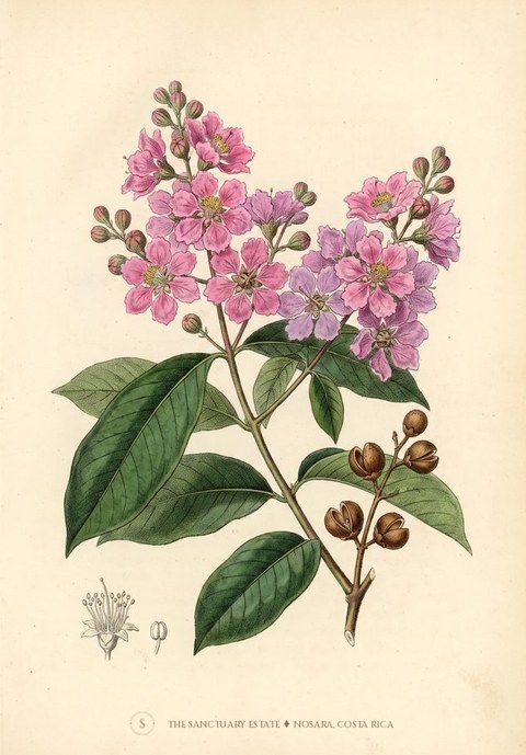 Pride of India botanical plate