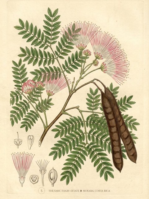 Rain Tree or Monkeypod Tree botanical plate